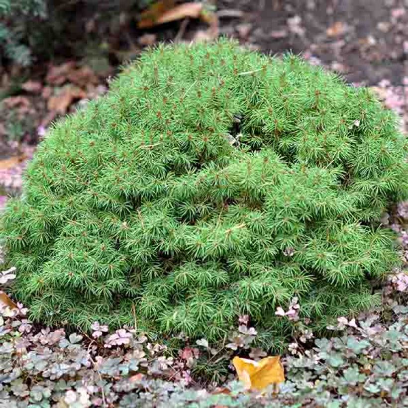 Picea glauca Alberta Globe (Hábito)