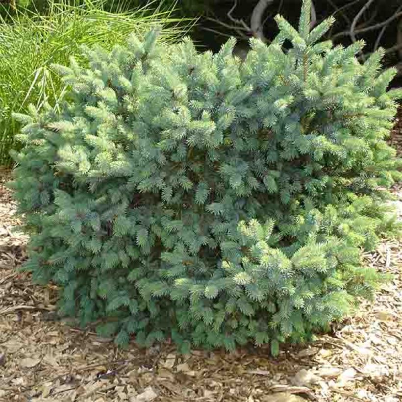 Picea glauca Cecilia (Hábito)