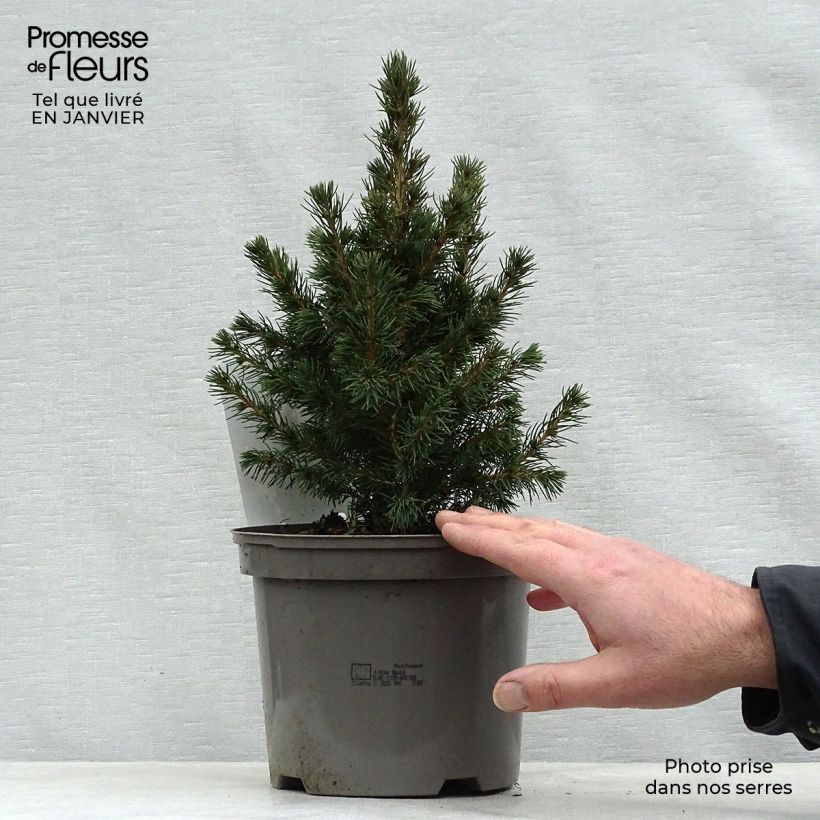 Amostra de Picea glauca Conica Vaso de 2 L/3 L tal como entregue no inverno