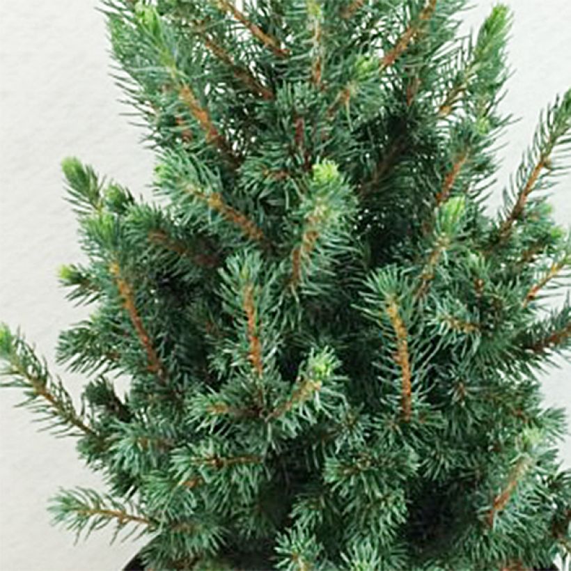 Picea glauca Conica Blue (Folhagem)