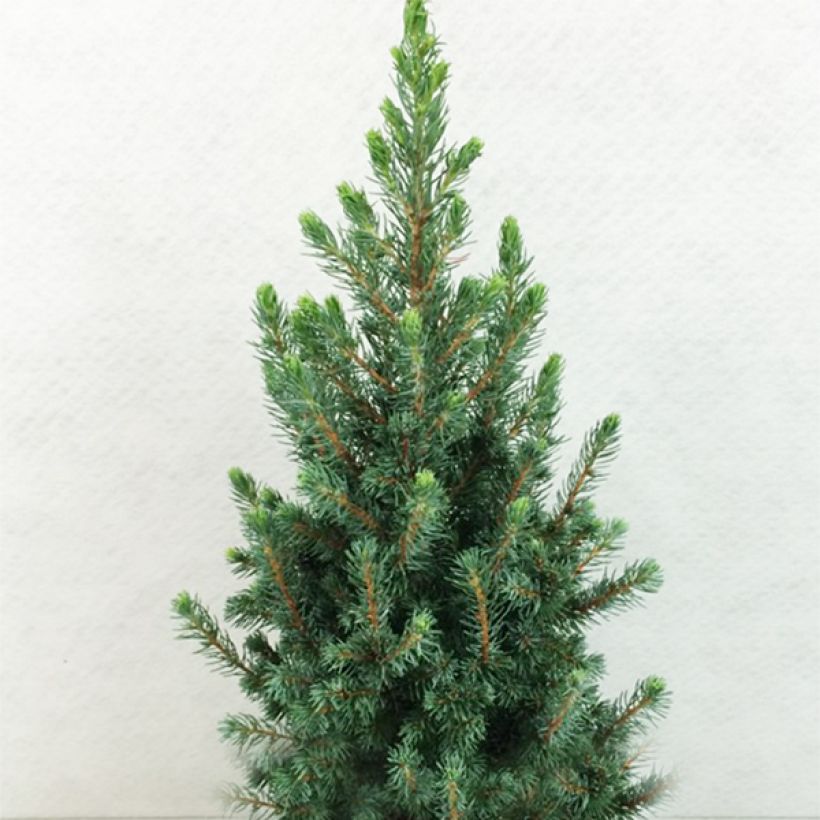 Picea glauca Conica Blue (Hábito)