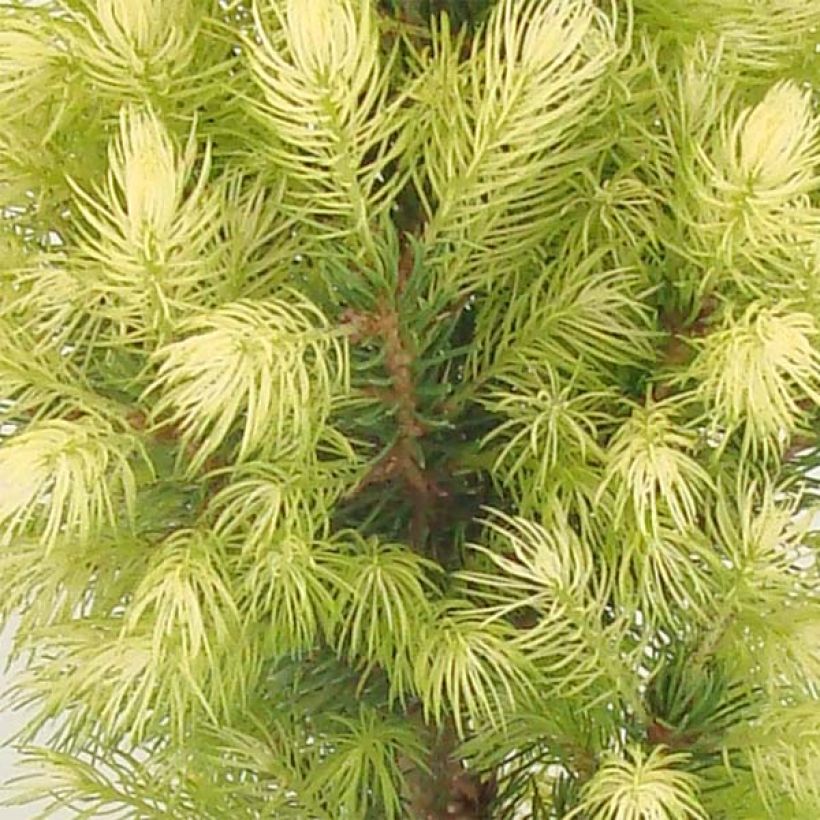 Picea glauca Daisy's White (Folhagem)
