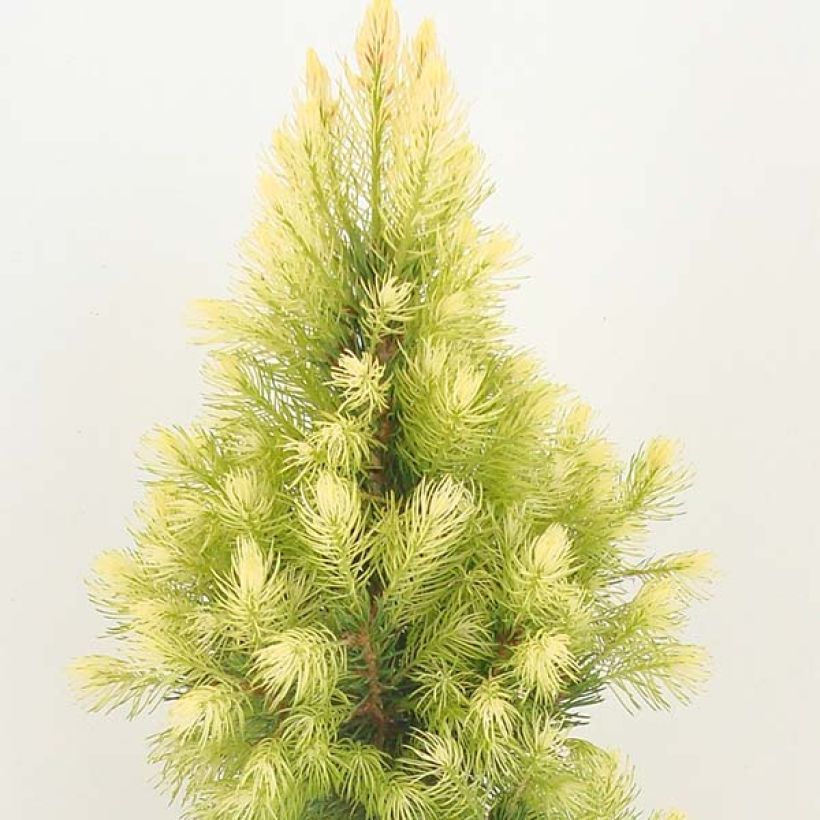 Picea glauca Daisy's White (Hábito)