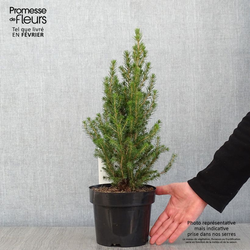 Amostra de Picea glauca December - Épinette blanche  Vaso de 3 L/4 L tal como entregue no inverno