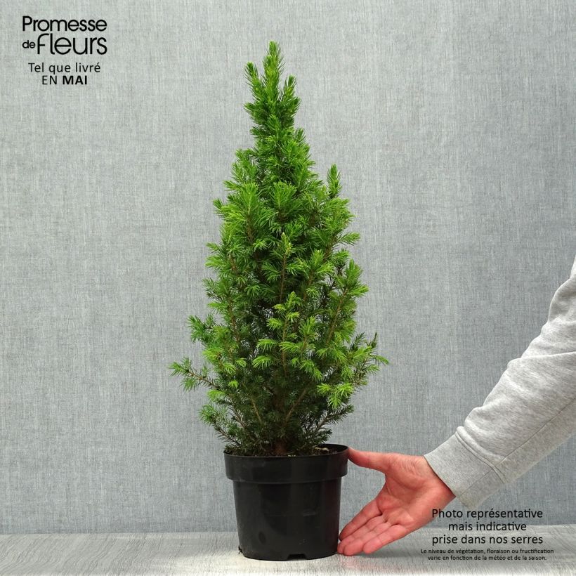Amostra de Picea glauca December Vaso de 3 L/4 L tal como entregue na primavera