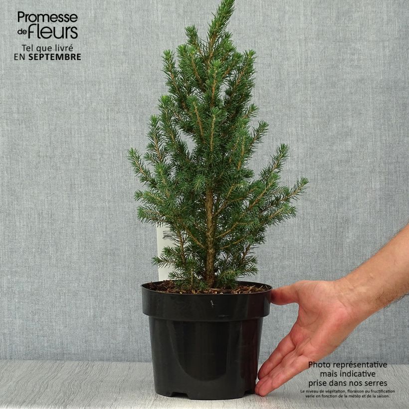 Amostra de Picea glauca December Vaso de 3 L/4 L tal como entregue no outono