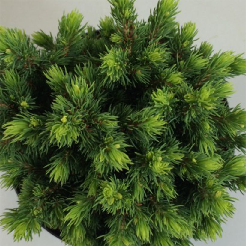 Picea glauca Dendrofarma Gold (Folhagem)