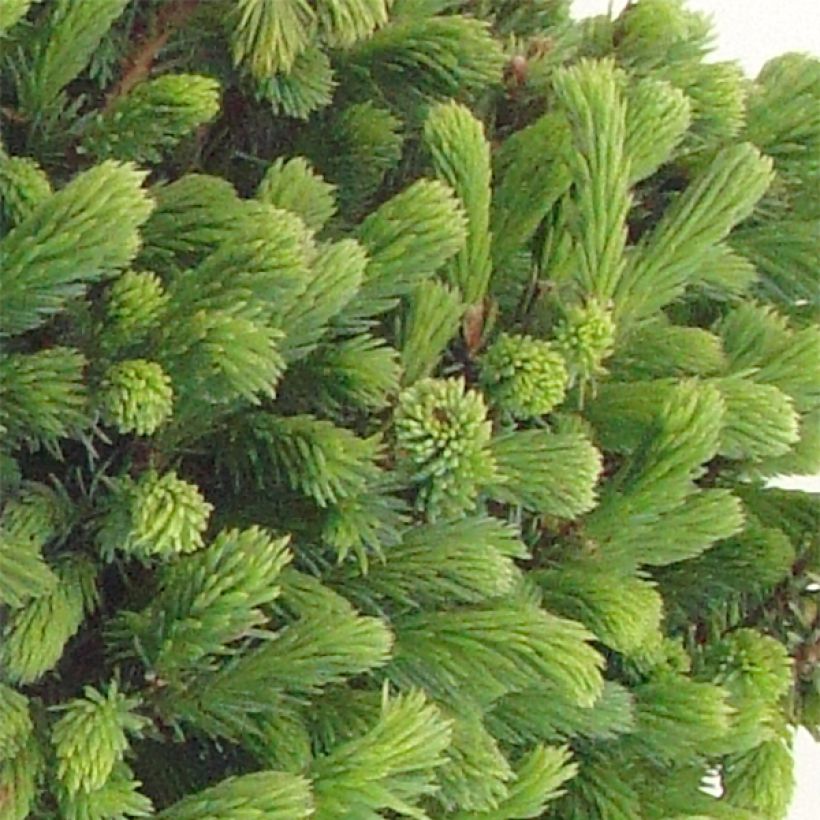 Picea glauca Echiniformis (Folhagem)