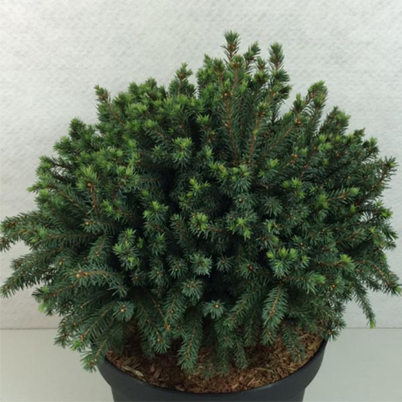 Picea glauca Echiniformis Echt (Hábito)