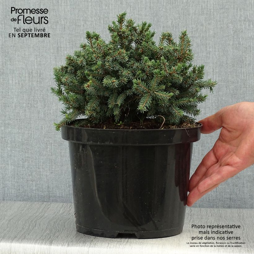 Amostra de Picea glauca Echiniformis Echt Vaso de 4 L/5 L tal como entregue no outono