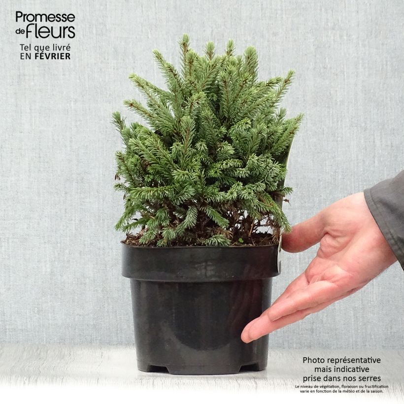 Amostra de Picea glauca Echiniformis Echt - Epinette blanche                    Vaso de 4 L/5 L tal como entregue no inverno