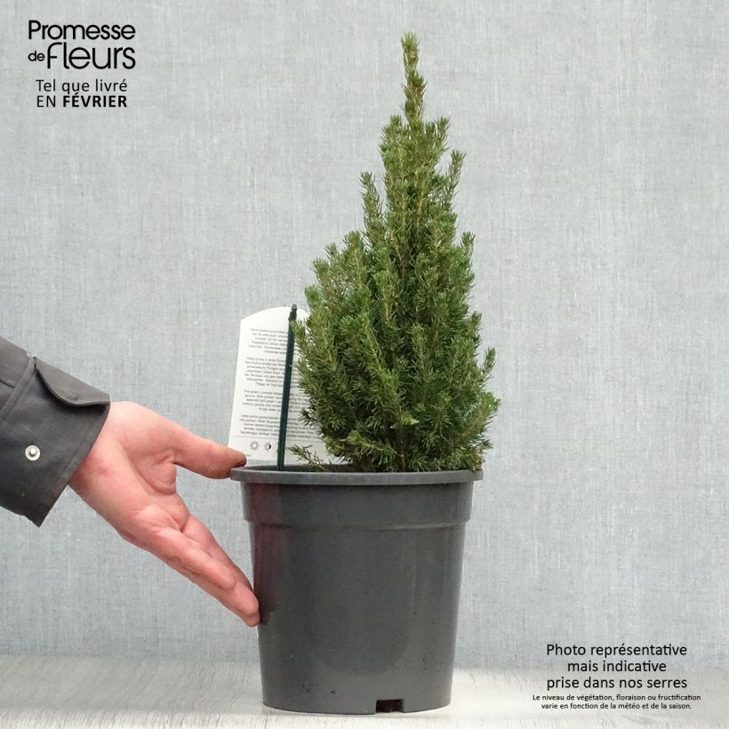 Amostra de Picea glauca Laurin Vaso de 3 L/4 L tal como entregue no inverno