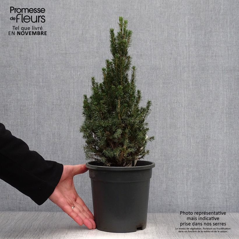 Amostra de Picea glauca Laurin Vaso de 3 L/4 L tal como entregue no outono