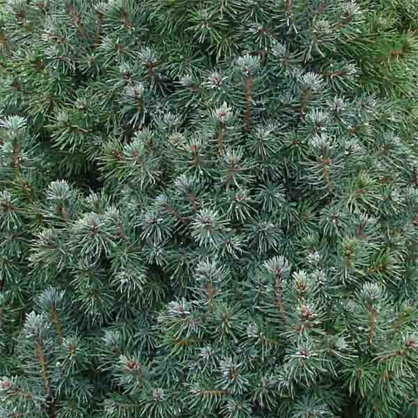 Picea glauca Sander's Blue (Folhagem)