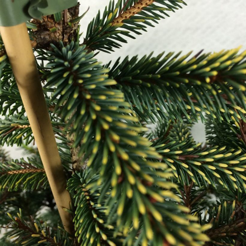 Picea mariana Aurea (Folhagem)