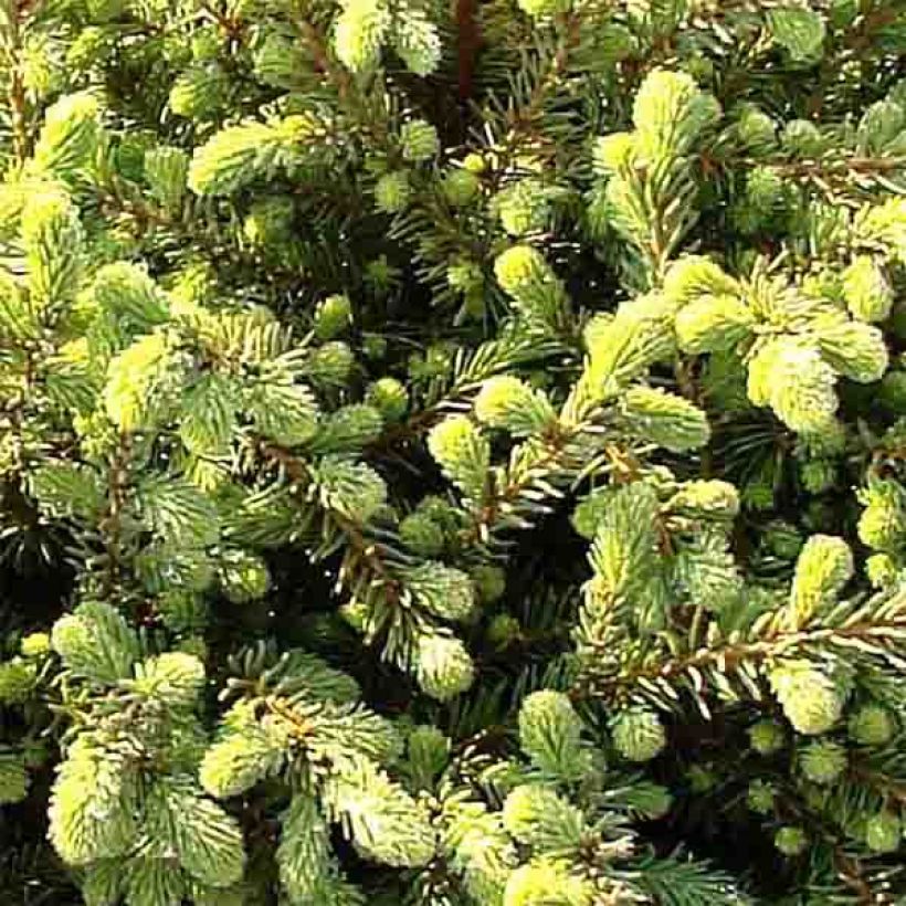 Picea mariana Nana (Folhagem)