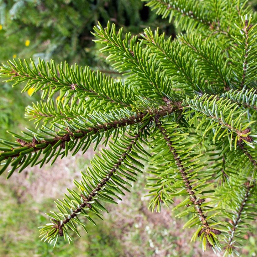 Picea omorika - Pícea-da-sérvia (Folhagem)