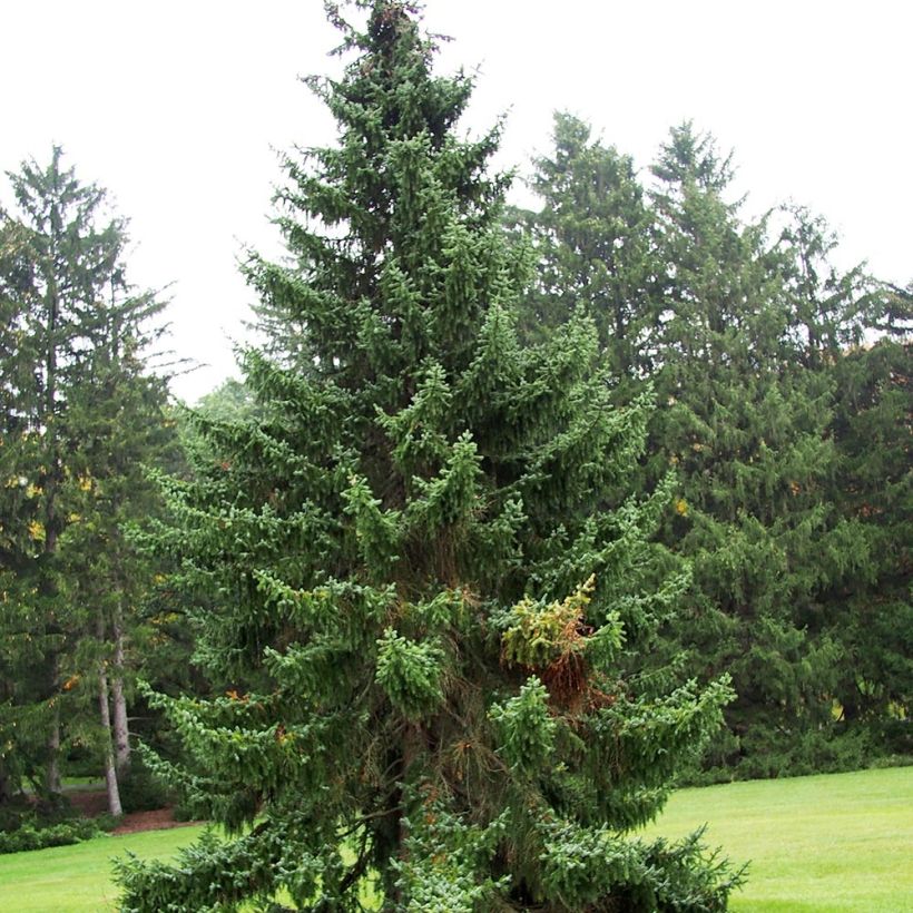 Picea omorika - Pícea-da-sérvia (Hábito)