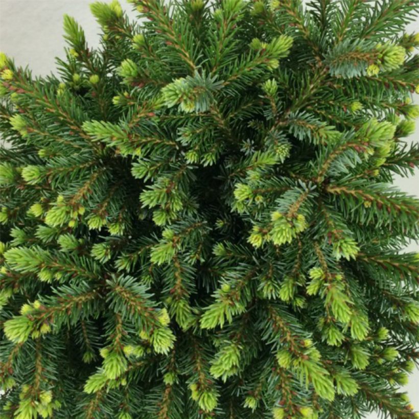 Picea omorika Beskid (Folhagem)