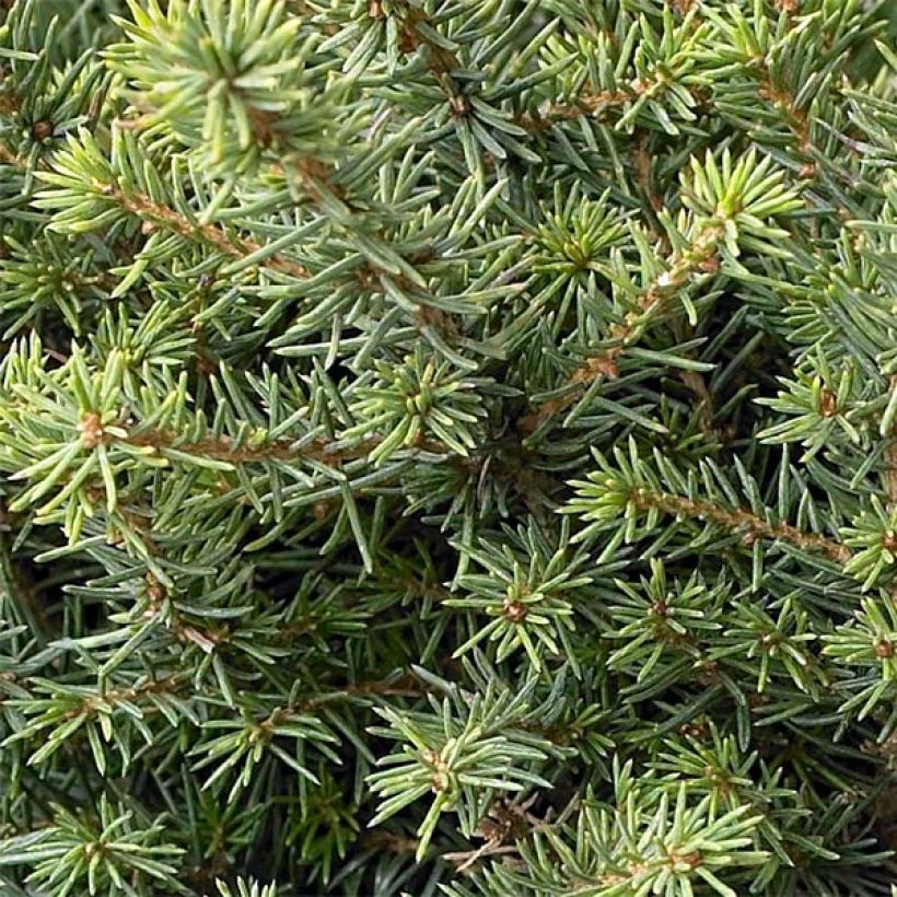 Picea omorika Karel (Folhagem)