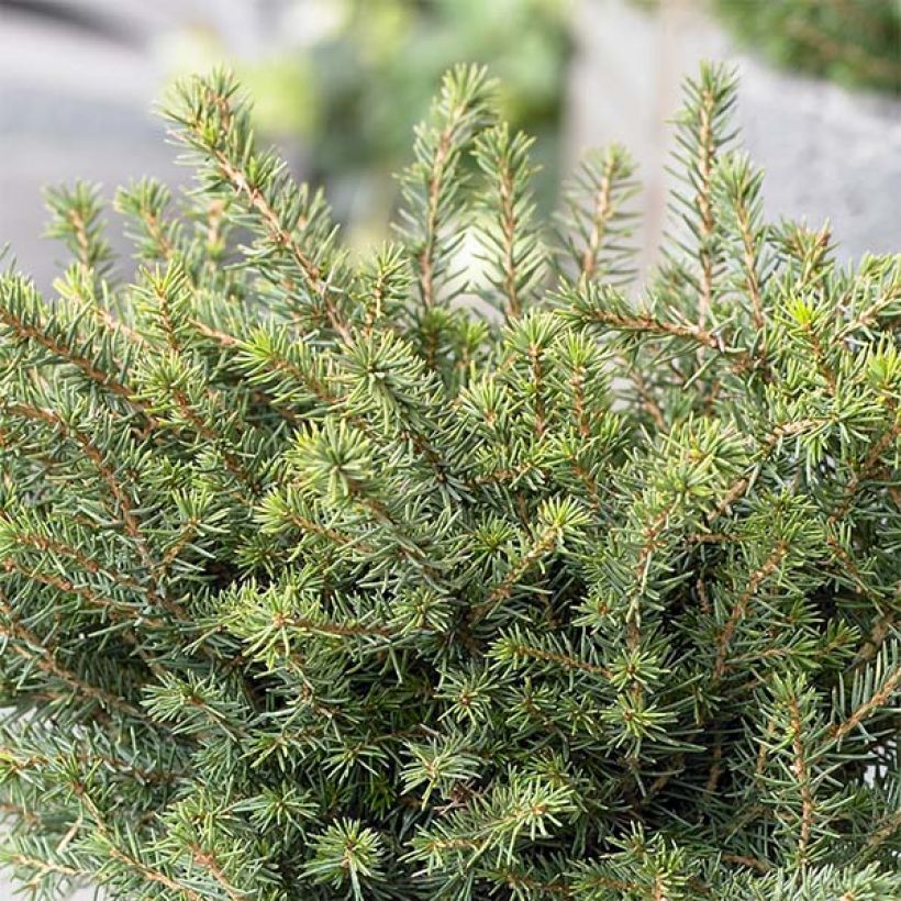 Picea omorika Karel (Hábito)