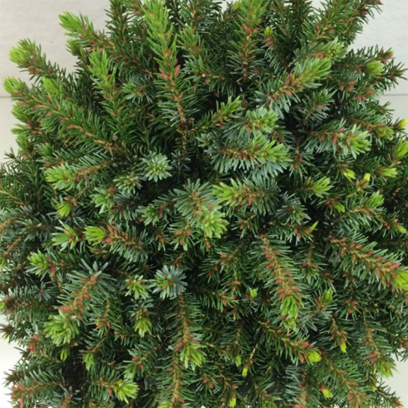 Picea omorika Morava (Folhagem)