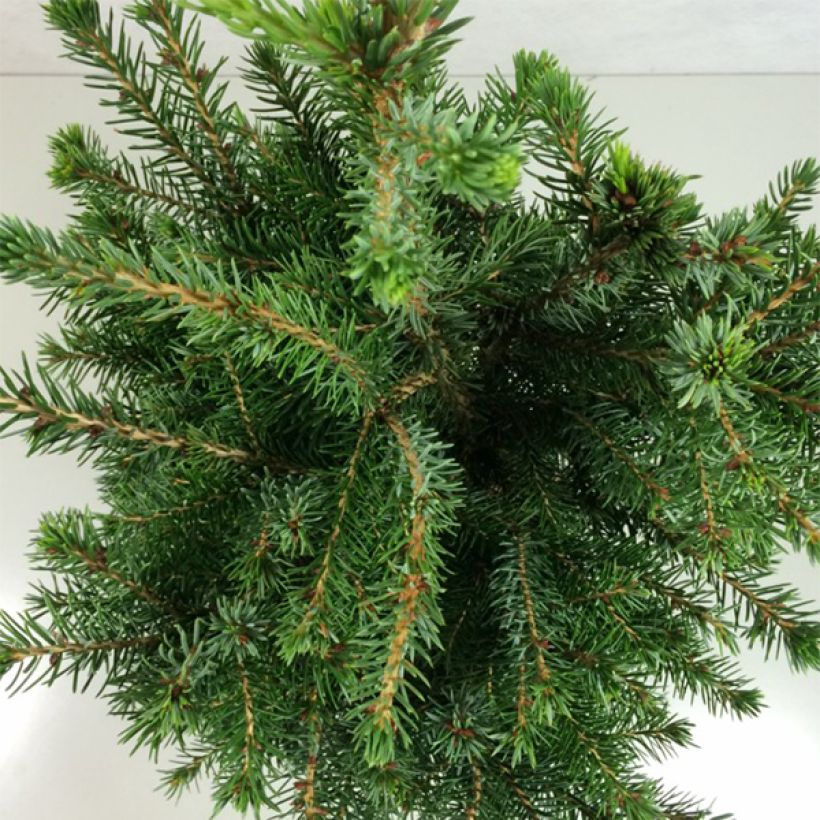 Picea omorika Wodan (Folhagem)