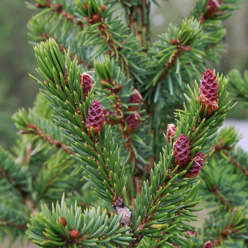 Picea omorika Nana (Folhagem)