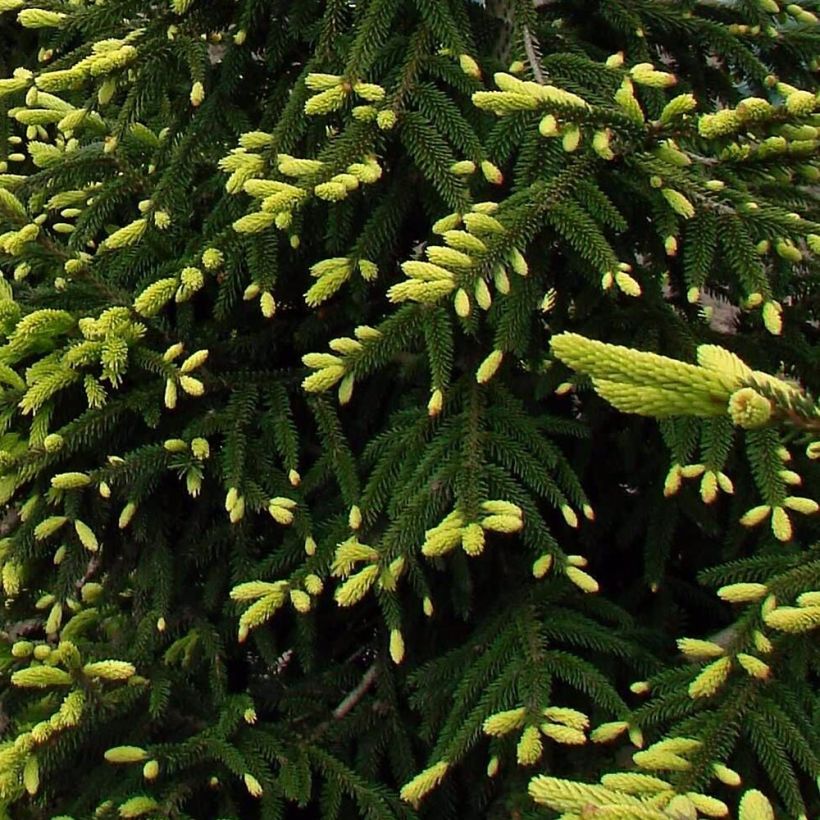 Picea orientalis Aureospicata (Folhagem)