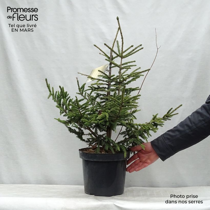 Amostra de Picea orientalis Aureospicata Vaso de 7,5 L/10 L tal como entregue na primavera