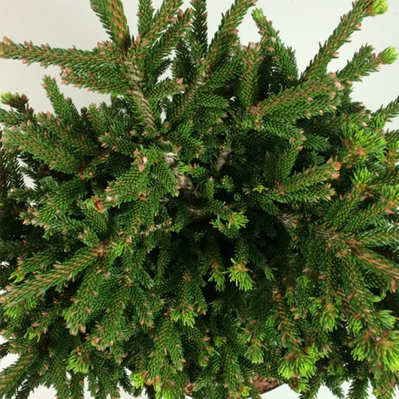Picea orientalis Barnes (Folhagem)