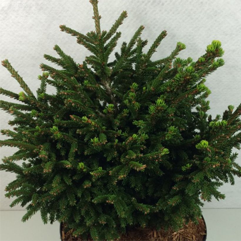 Picea orientalis Barnes (Hábito)