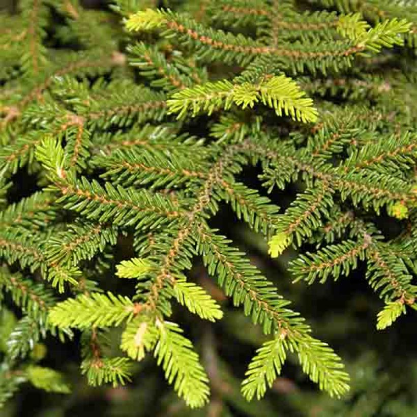 Picea orientalis Gracilis (Folhagem)