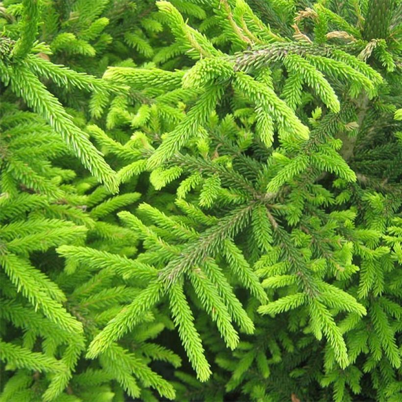 Picea orientalis Kenwith (Folhagem)