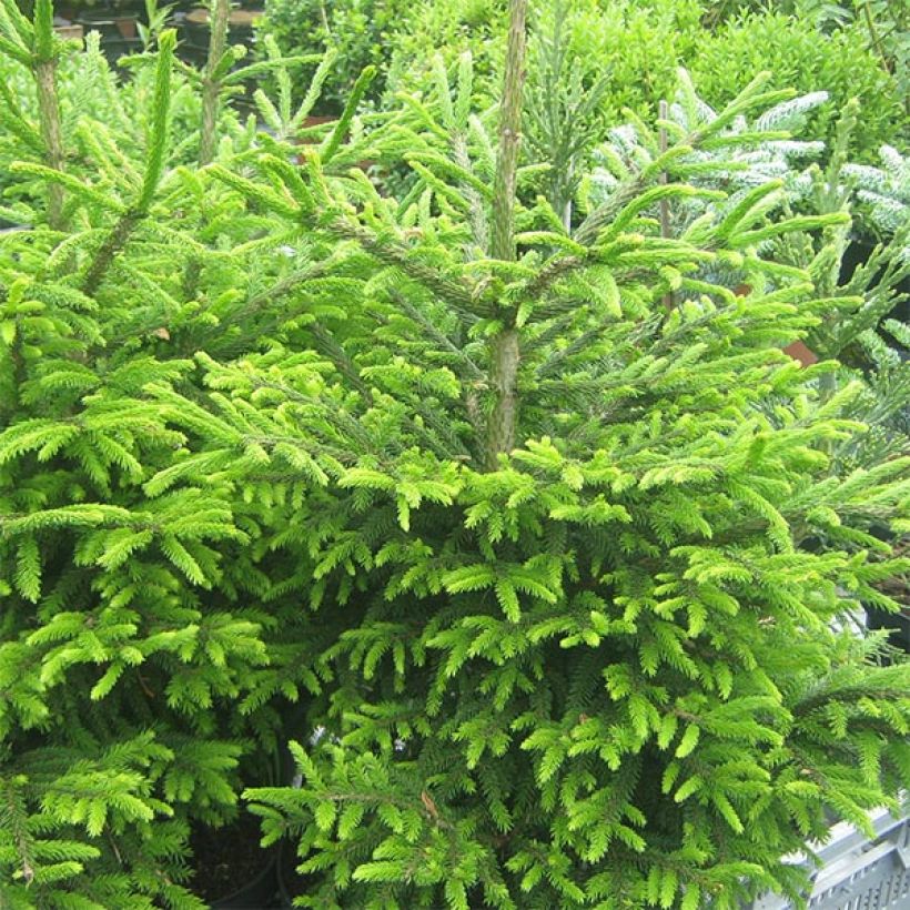 Picea orientalis Kenwith (Hábito)
