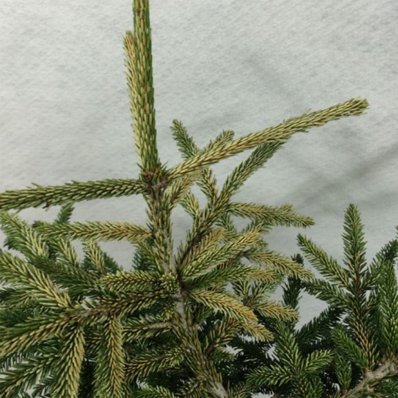 Picea orientalis Silver Seedling (Folhagem)