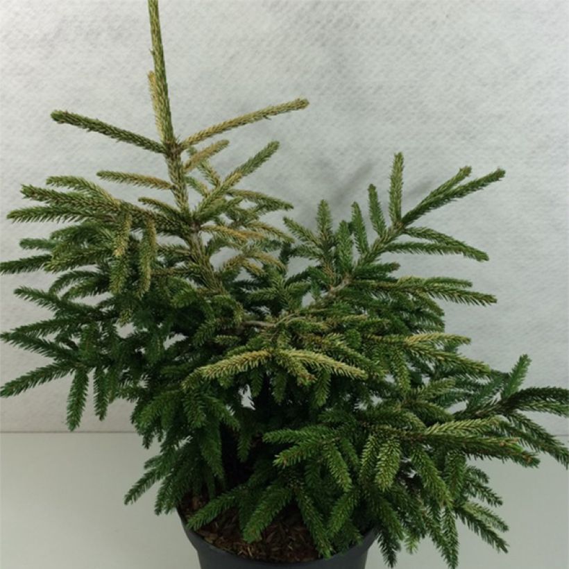 Picea orientalis Silver Seedling (Hábito)
