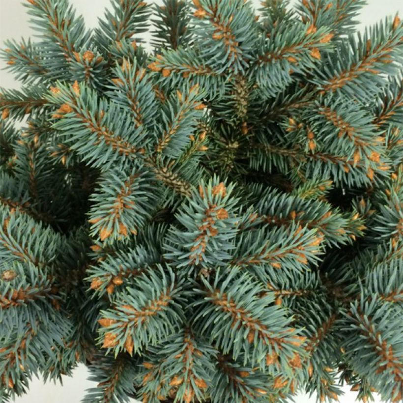 Picea pungens Blaukissen (Folhagem)