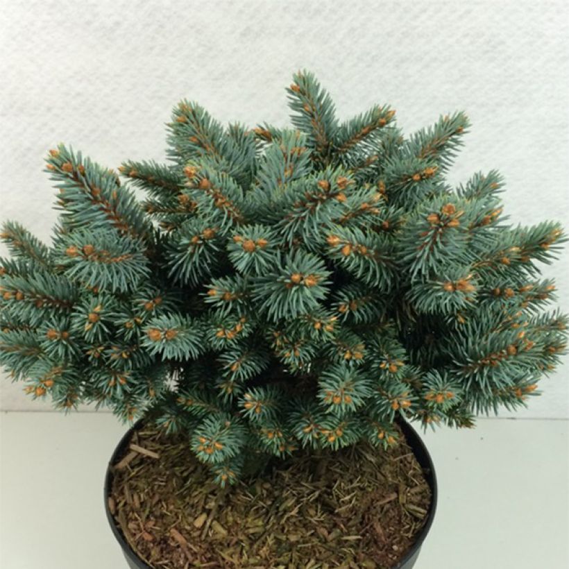 Picea pungens Blaukissen (Hábito)