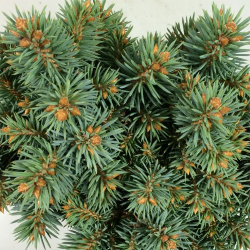 Picea pungens Brynek (Folhagem)