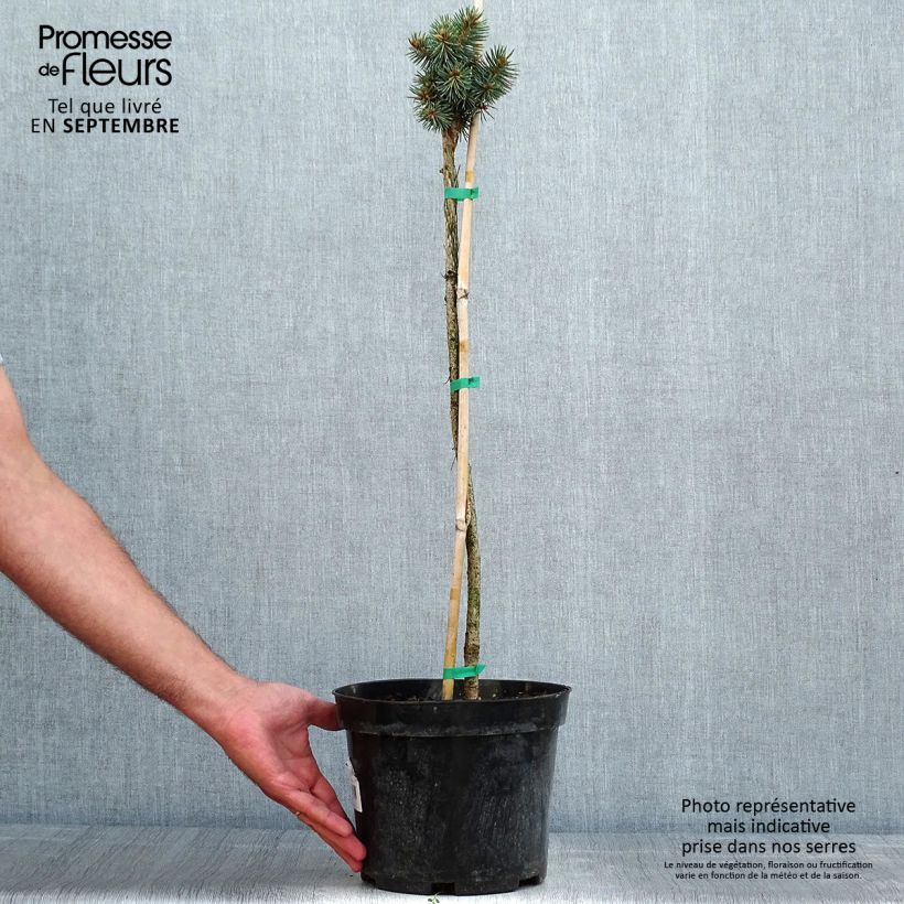 Amostra de Picea pungens Brynek Vaso de 4 L/5 L, Haste tal como entregue no verão
