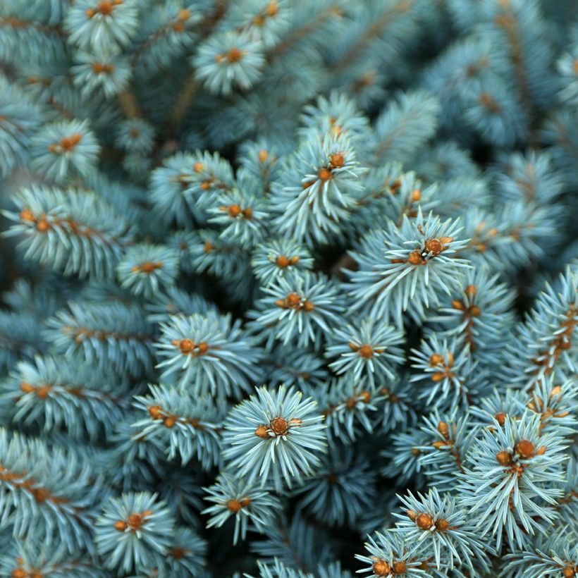 Picea pungens Tokarz (Folhagem)