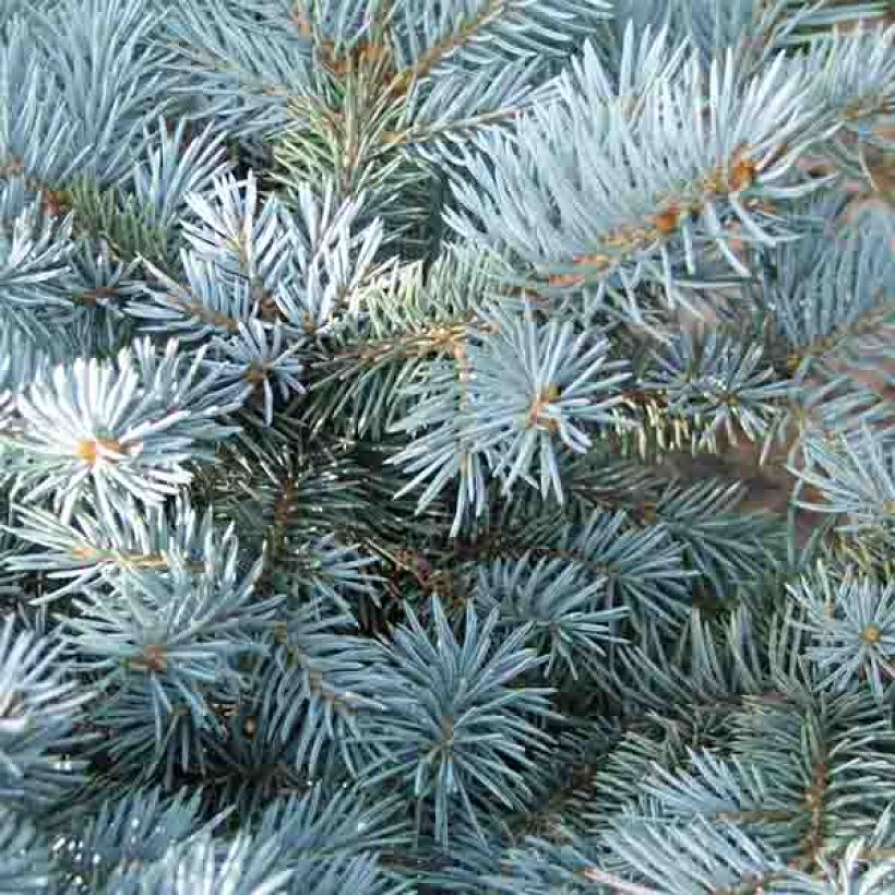 Picea pungens Glauca Globosa (Folhagem)