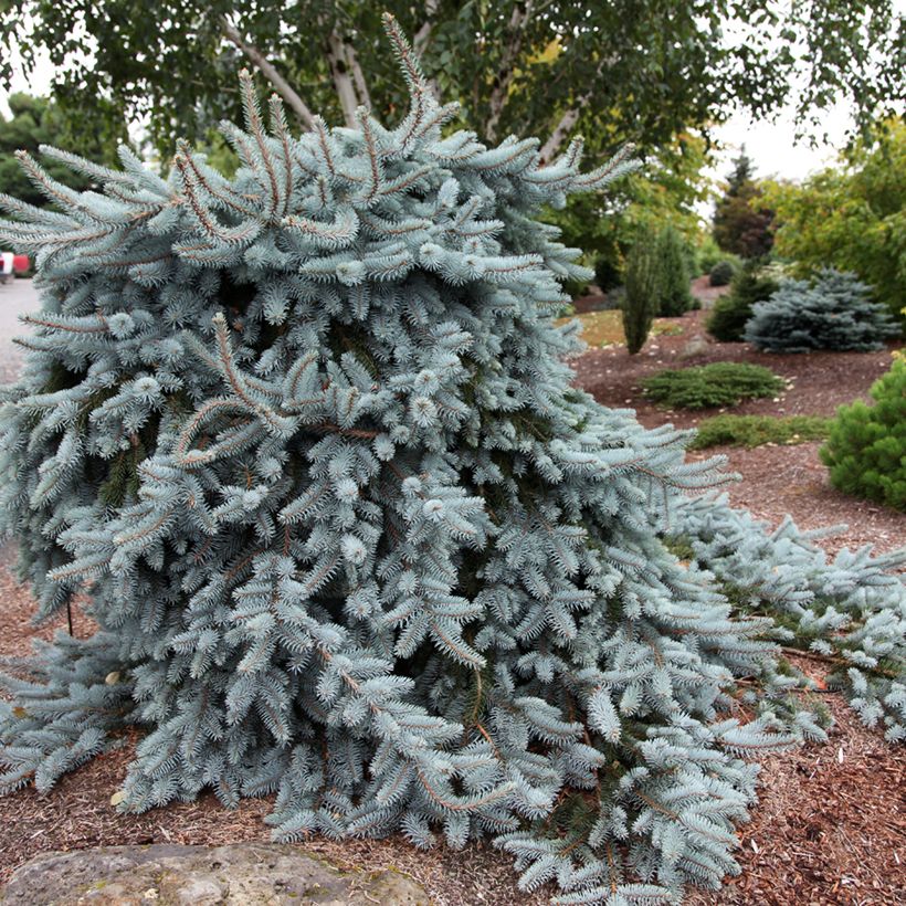 Picea pungens Glauca Pendula (Hábito)