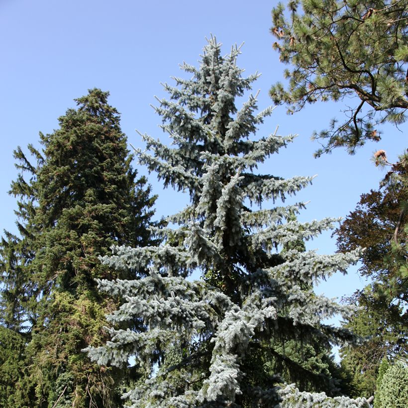 Picea pungens - Pícea-azul (Hábito)
