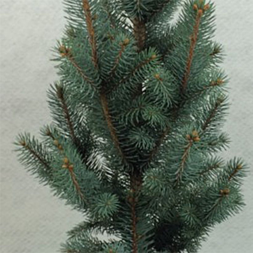 Picea pungens Iseli Fastigiate (Folhagem)