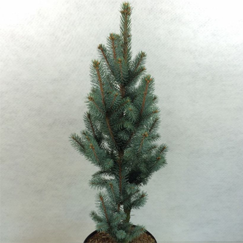 Picea pungens Iseli Fastigiate (Hábito)