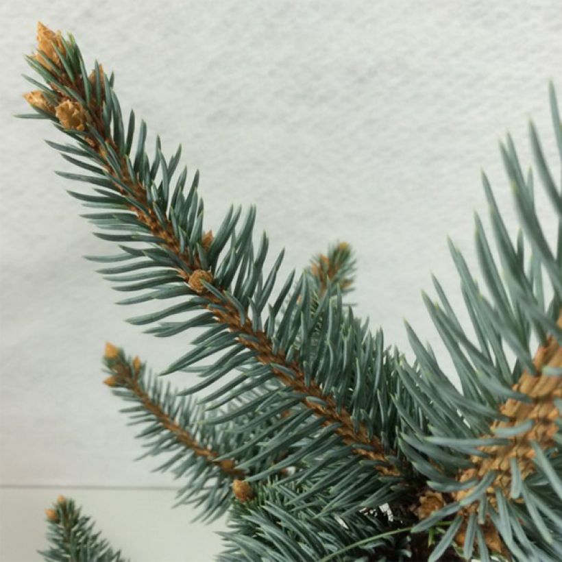 Picea pungens Iseli Foxtail (Folhagem)