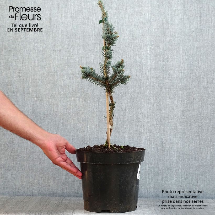 Amostra de Picea pungens Iseli Foxtail Vaso de 3 L/4 L tal como entregue no verão