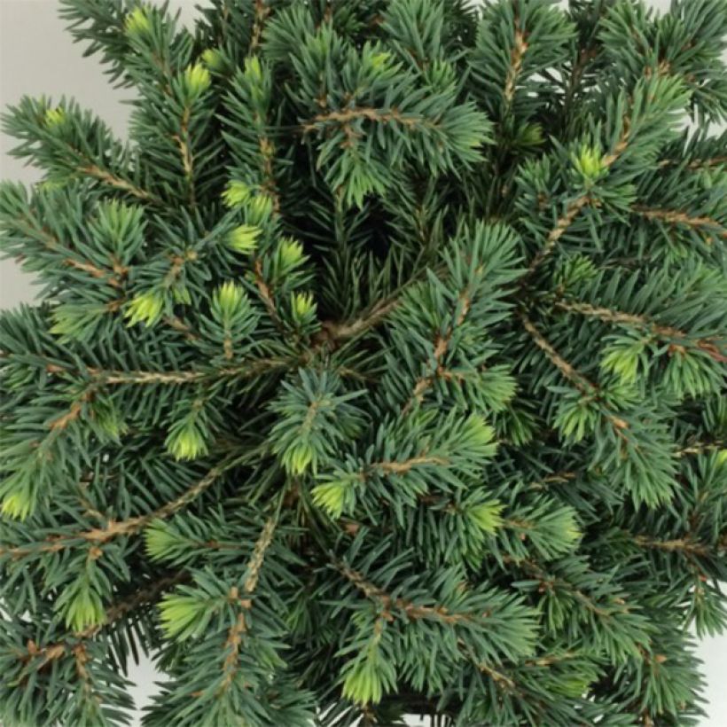 Picea pungens Kuba (Folhagem)